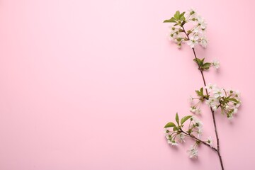 Spring tree branch with beautiful blossoms on pink background, top view. Space for text