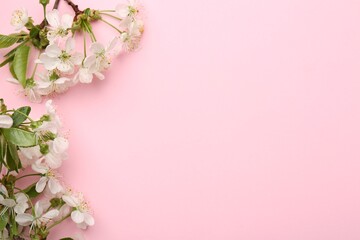Spring tree blossoms on pink background, flat lay. Space for text