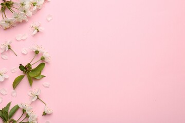 Beautiful spring tree blossoms and petals on pink background, flat lay. Space for text