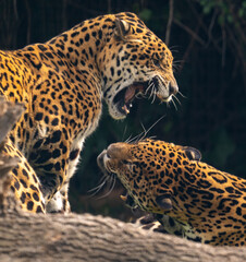 Leopard couple screaming to the another