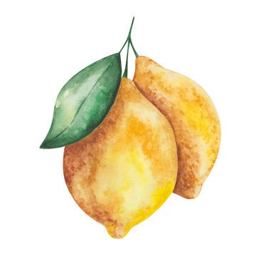 recommend clip art: Watercolor lemon illustration. Hand painted yellow lemon hanging on branch with green leaves. Lemon tree, plant. Citrus fruit. Raw, ripe food. Vitamin C. Nature element. Isolated clip art