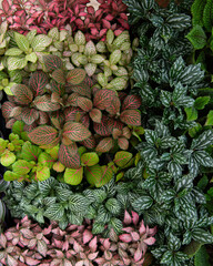 Overhead view of a variety of plant seedlings packed closely together to form an abstract display...
