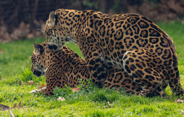 Leopard courting a female to impregnate her