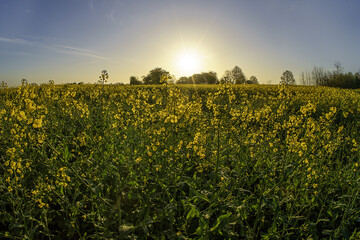 field of rapeseed