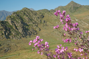 Rhododendron dauricum flowers with background of mountain slopes and blue sky.