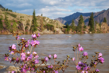 Rhododendron dauricum bushes with flowers near Altai river Katun.