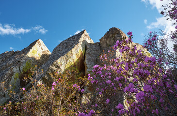 Rhododendron dauricum flowers. On background are rocks, covered by lishens and blue sky. - 786232484