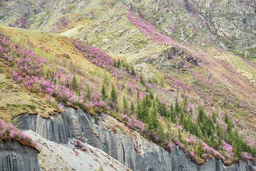 Mountain slopes covered with blooming Rhododendron dauricum bushes with flowers near Altai river Katun.