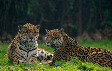 Leopard courting a female to impregnate her