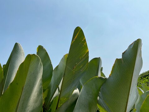 tropical broad leaf against blue sky