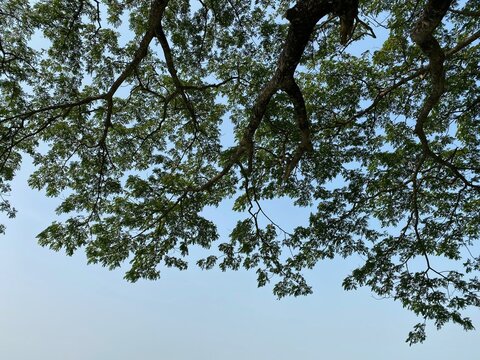 Rain tree against blue sky
