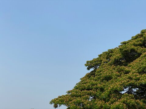 Rain tree against blue sky