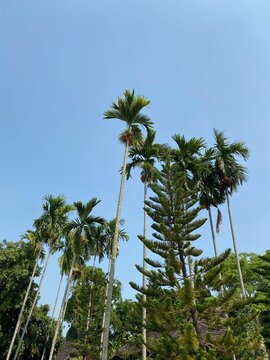 Lipstick Palm Trees