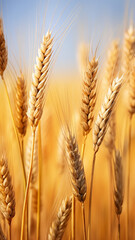 high narrow vertical panorama golden ears of wheat in the field ripe harvest ready for harvesting - obrazy, fototapety, plakaty