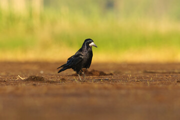 Obraz premium Rook (Corvus frugilegus) looking for food in the wetlands in summer.