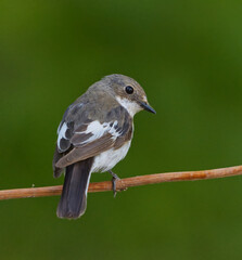 European pied flycatcher (Ficedula hypoleuca) female sitting on a branch in summer.