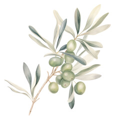 PNG  Olive branch plant leaf food