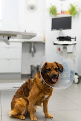 A dog with a cone collar on its head sits in a veterinarian room with a ultrasound computer monitor