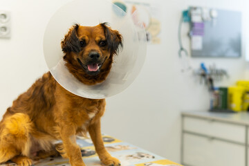 A happy dog with a cone on its head sits in a veterinary or medical office.