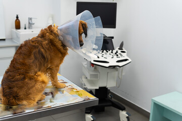 Dog with protective cone waits to be examined in veterinary practice with an ultrasound and operation device behind - Powered by Adobe