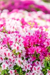 Tafelkleed  ツツジの花のアップ © yslab02