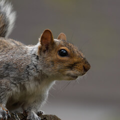 Squirell head close-up