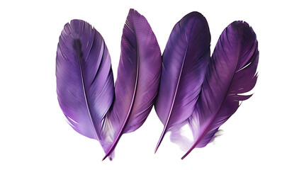 Beautiful purple feathers for home decor on a white background  