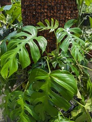 Mini monstera leaves (Rhaphidophora tetrasperma) with leaf fenestration in natural sunlight