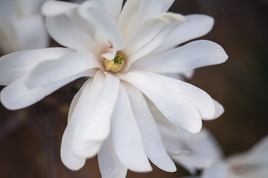 White magnolea on a sunny spring day