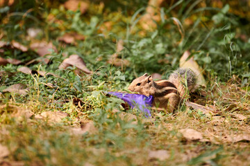 Charming little chipmunk looking for leftovers in candy bar wrapper on green vegetation backdrop