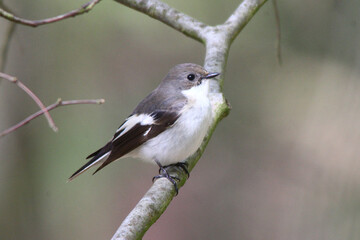Trauerschn&auml;pper