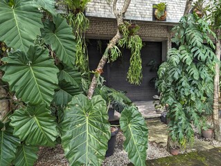 Various huge tropical plants grown in front of a  building in an urban setting