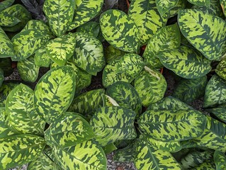 Variegated leaves of light and dark green in marbled patterns of Homalomena wallisii