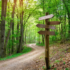 a crossroads sign in the forest direction, life choices, confusion, milestones, AI generation