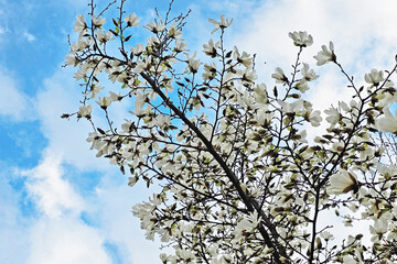 Blooming magnolia tree with beautiful white flowers in the spring