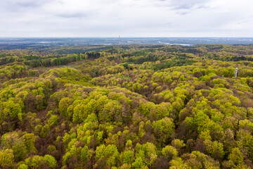 Beautiful spring forest landscape, fresh green leaves on trees in spring, view from drone. - 786240092