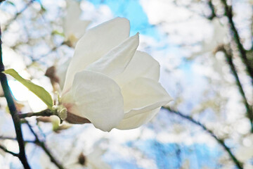 Blooming magnolia tree with beautiful white flower in the spring