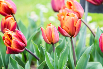 Tulip growing in the garden in a flower meadow during spring. - 786241210