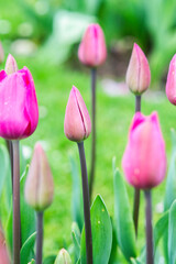 Tulip growing in the garden in a flower meadow during spring. - 786241218