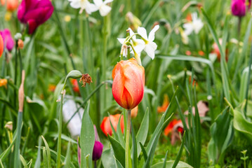 Tulip growing in the garden in a flower meadow during spring.