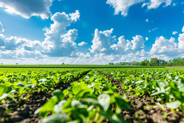 vibrant landscape of a green field under a blue sky with fluffy clouds