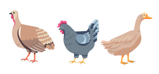 Domestic Poultry Vector Illustration - 786242232