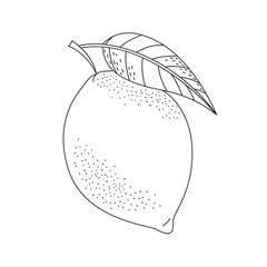 Hand drawn doodle sketch of a lemon. Coloring page with a citrus fruit. Line art vector illustration on a white background