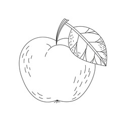 Hand drawn doodle sketch of an apple. Coloring page with a fruit. Line art vector illustration on a white background