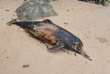 Dead porpoise on a beach on the Atlantic Ocean in France. - obrazy, fototapety, plakaty