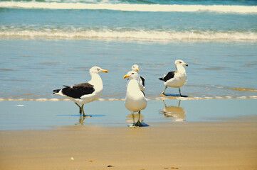 A group of seagulls on the sand of Shangri-lá beach, in Pontal do Paraná - Brazil