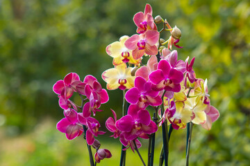 Beautiful orchid flowers - phalaenopsis - 786245007