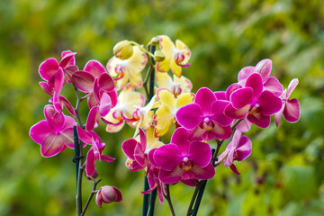 Beautiful orchid flowers - phalaenopsis - 786245012