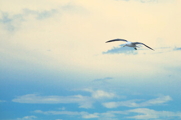A seagull flying in the sky on Shangri-lá beach, in Pontal do Paraná - Brazil