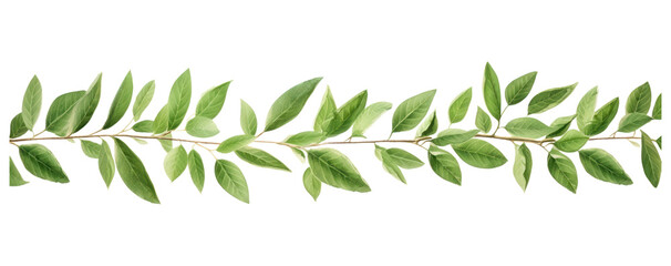 PNG Horizontal leaf pattern paper strip tape plant herbs tree